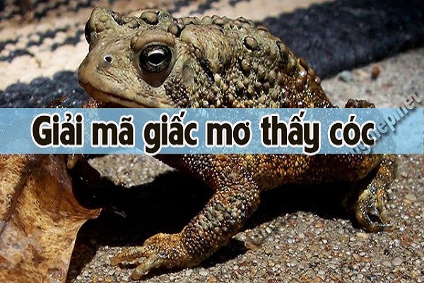 Giải mã cơ bản cho giấc mơ thấy cóc xuất hiện Giải mã cơ bản cho giấc mơ thấy cóc xuất hiện